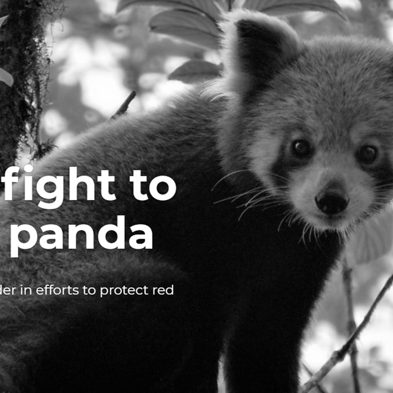 image of a redpanda from the website