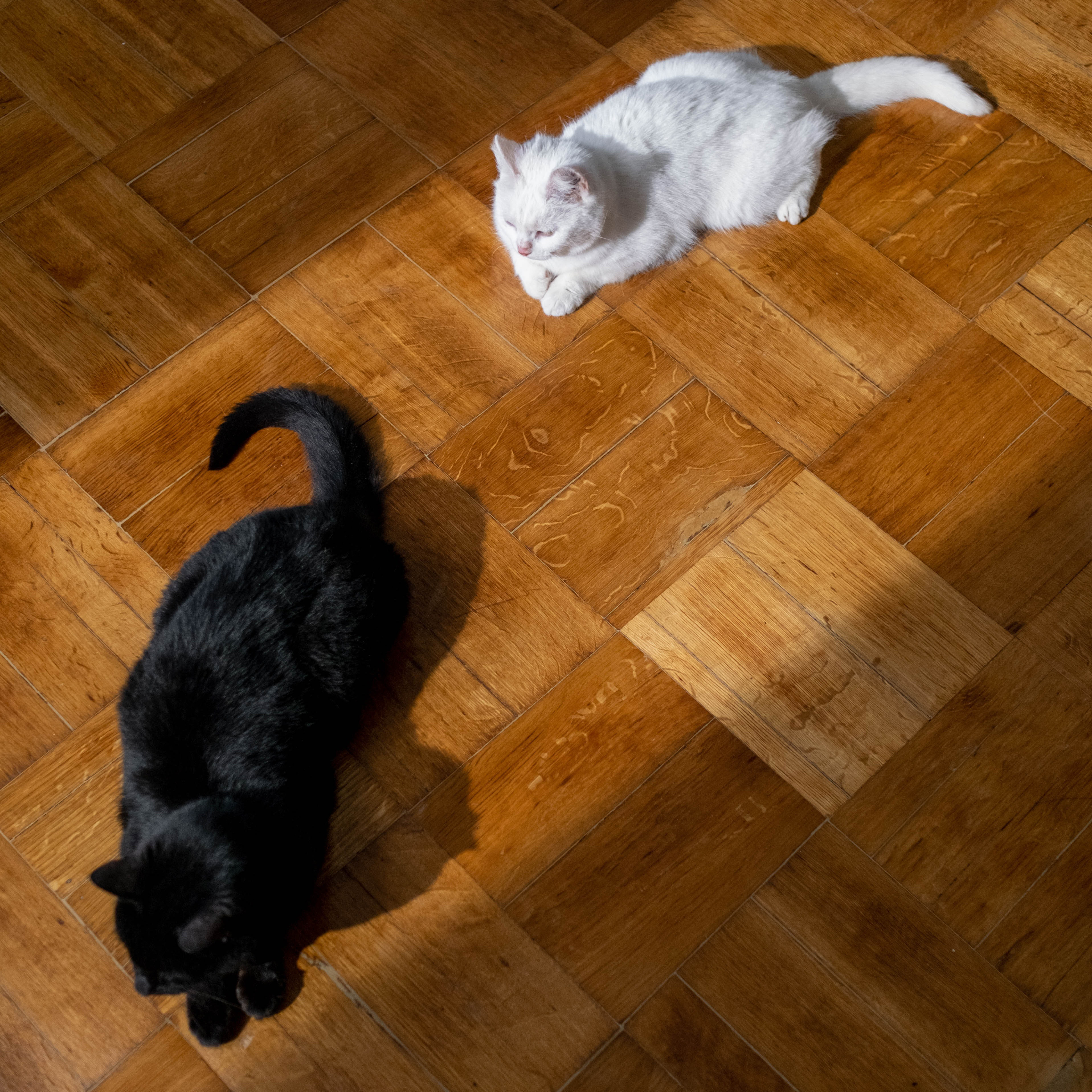 Two cats, one black, one white on the floor